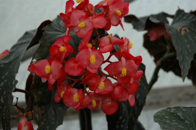B. ‘Albert Edward Bolwell’